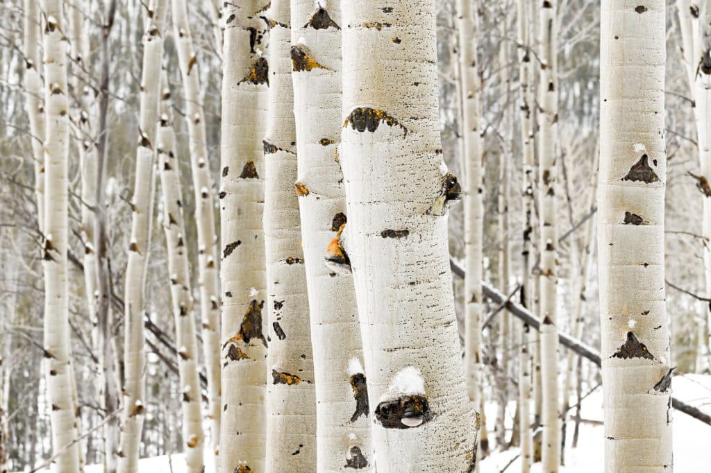 Curious Nature How the quaking Aspen rules North America