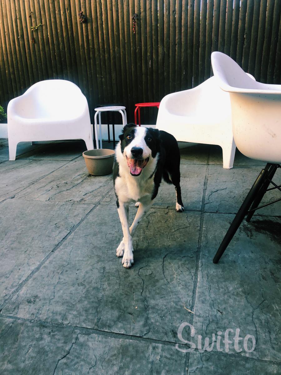 Why Does My Dog Poop On Concrete