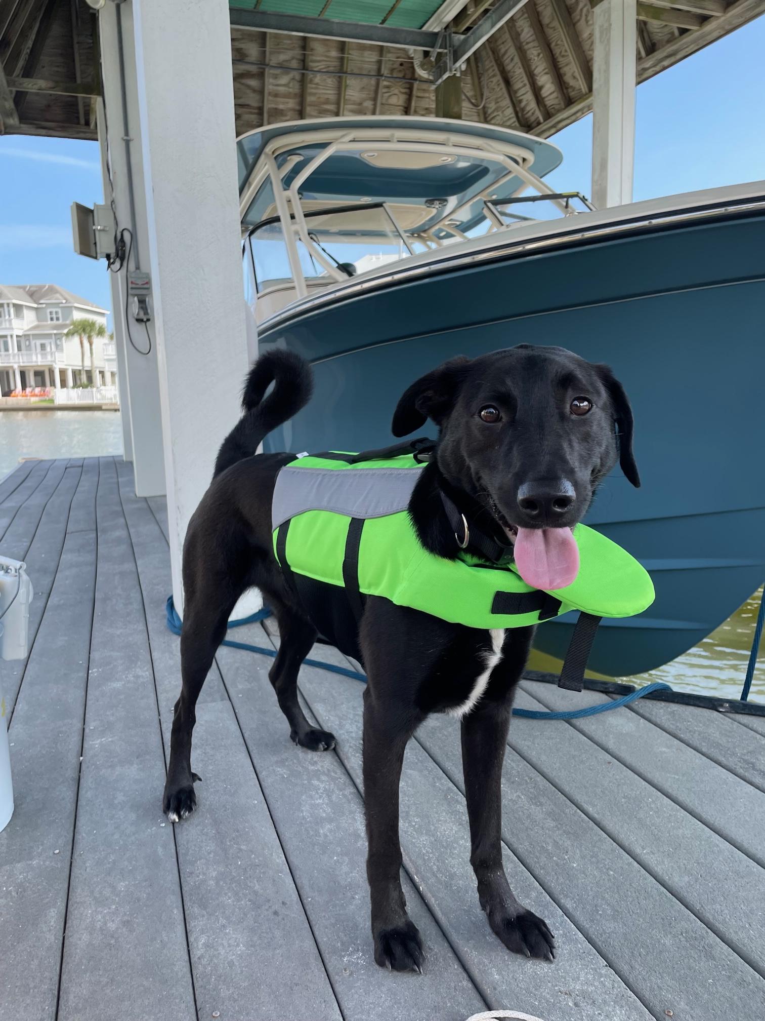 Why Are Dogs So Good At Smelling