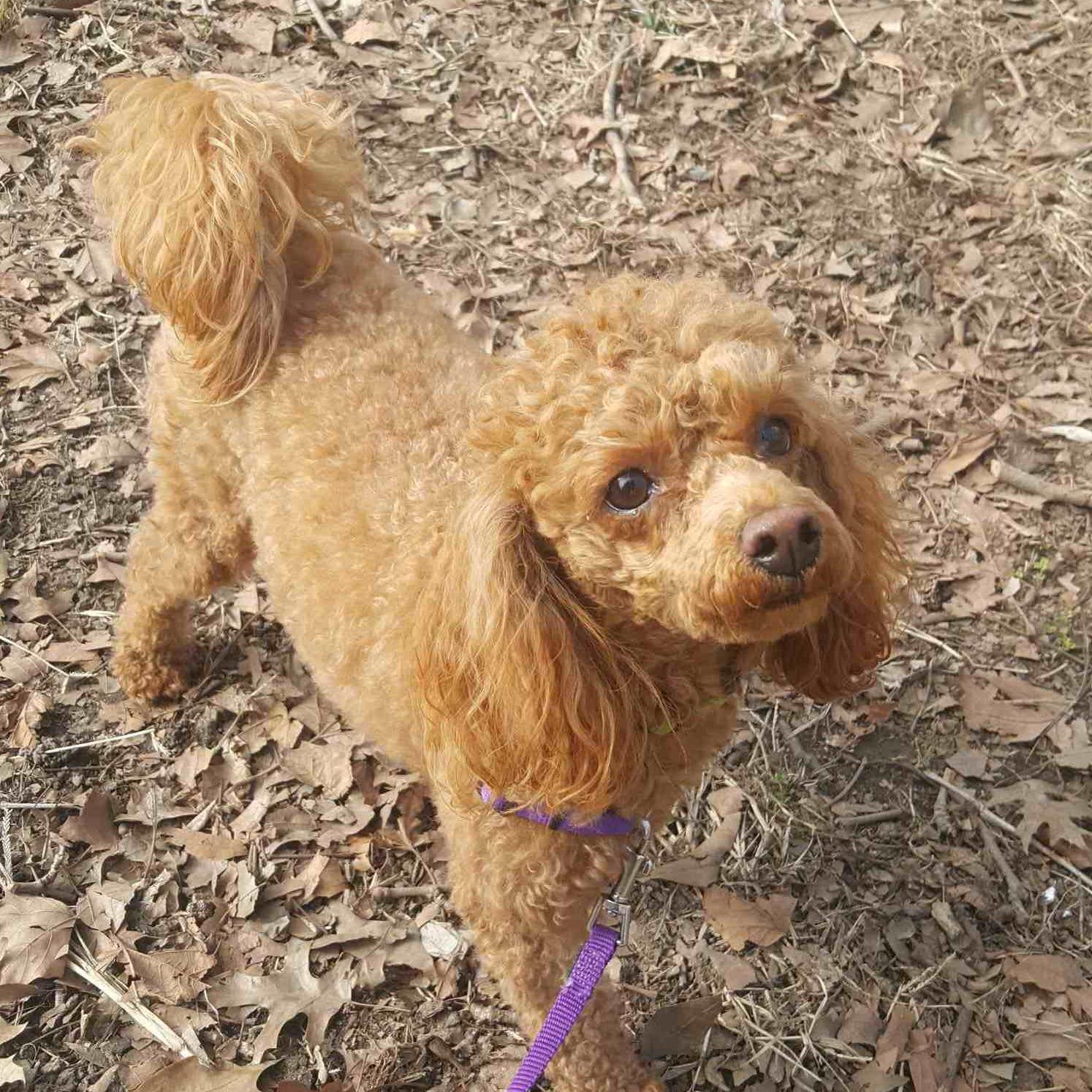 Why Does My Puppy Pee And Walk