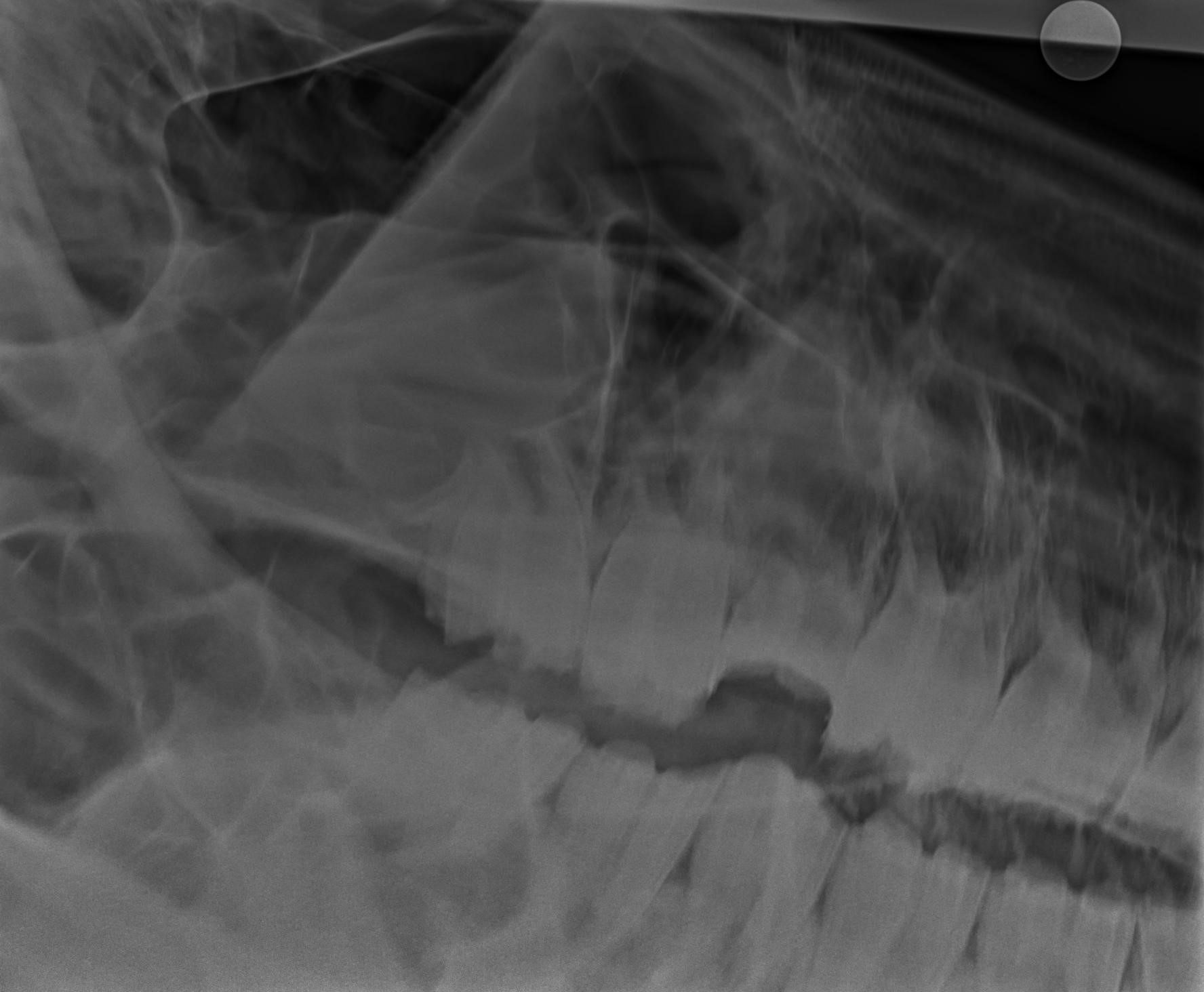 January Pete Smelly Sinus Infection Swiftsure Equine