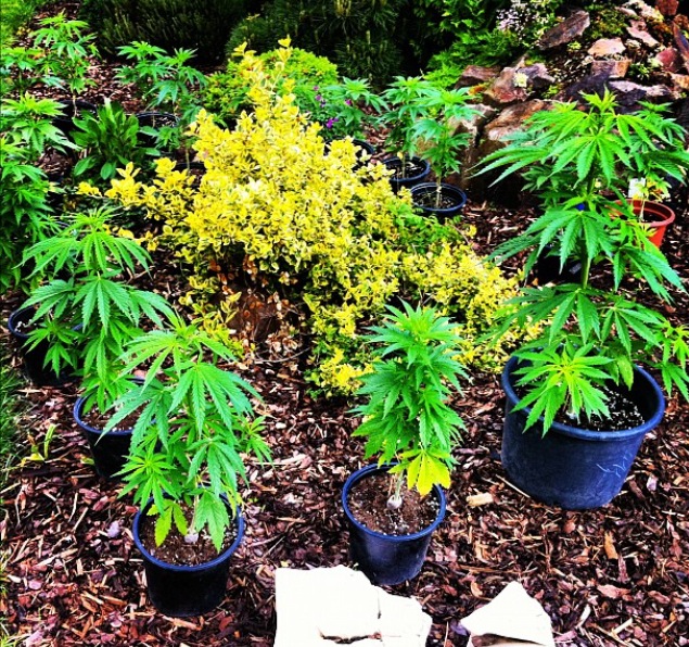 The Green Light District Swig Meets World