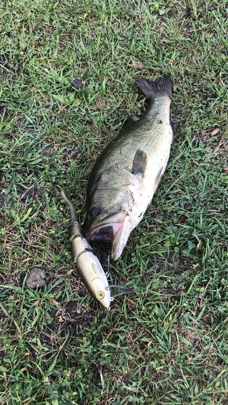 Rago D3 Success! Got'em Swimbait Underground