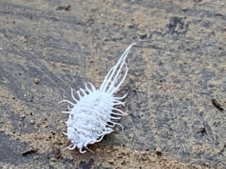 Bonsai tree health and pest problems like Mealy bug Swindon