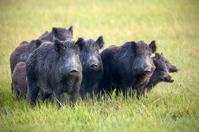 Feral Hog Removal Service, Riverview, FL Swine Solutions