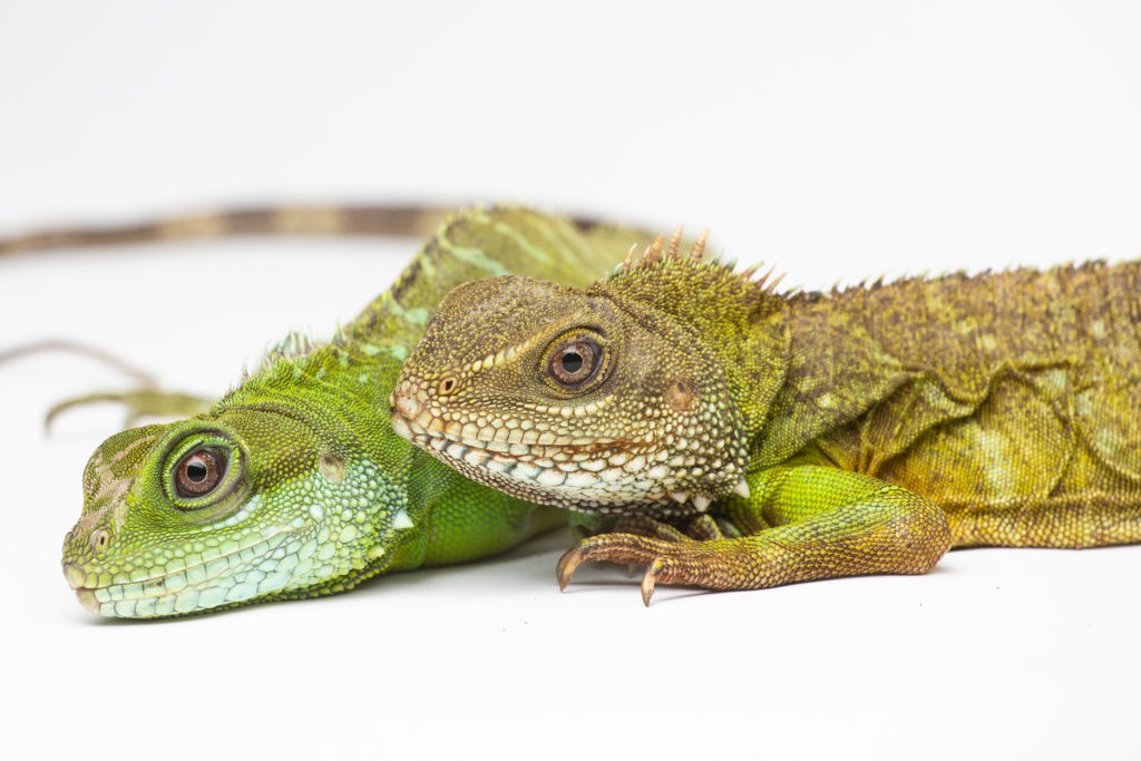 Busting the Lizard Brain Neuromyth Swire Solutions
