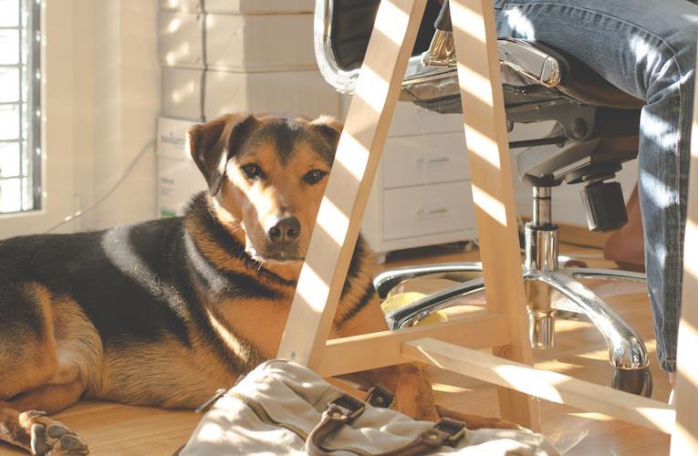 Office Dog Benefits Here's Why They're Great For The Team