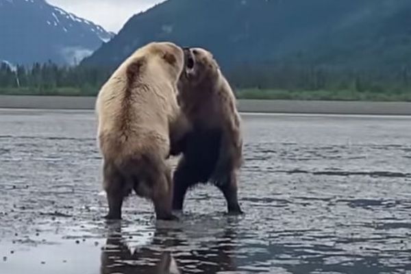旅行者の目の前で巨大なクマが争う、アラスカで撮影された迫力映像 – Switch News（スウィッチ・ニュース）