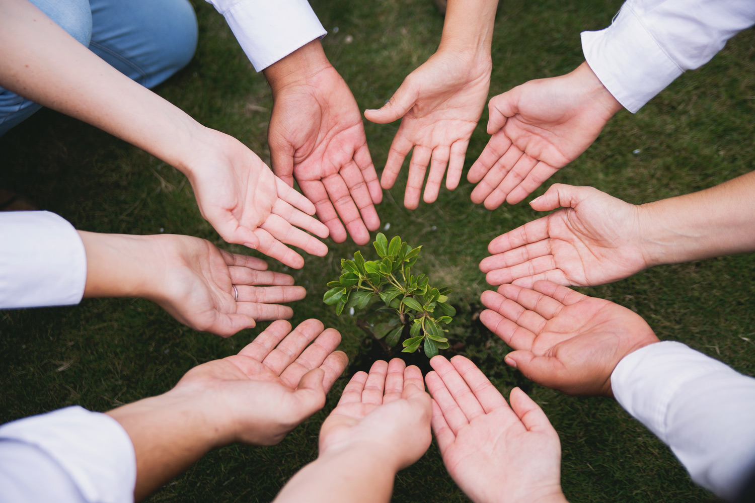 Green Development Switch IT