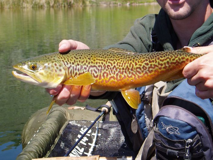 Tiger Trout (Reasonable Mixing?) SwittersB & Exploring