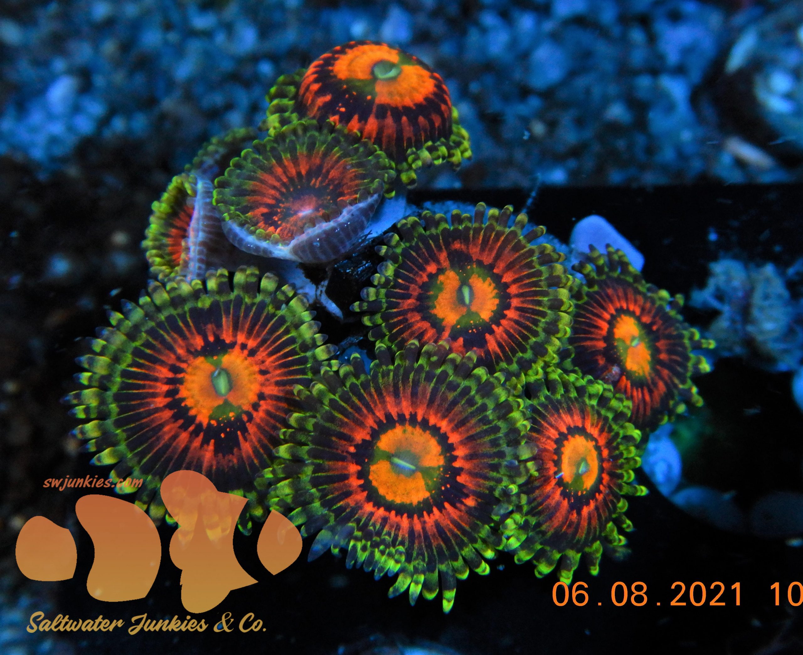 Rainbow Incinerator Zoanthids Zoas Saltwater Junkies