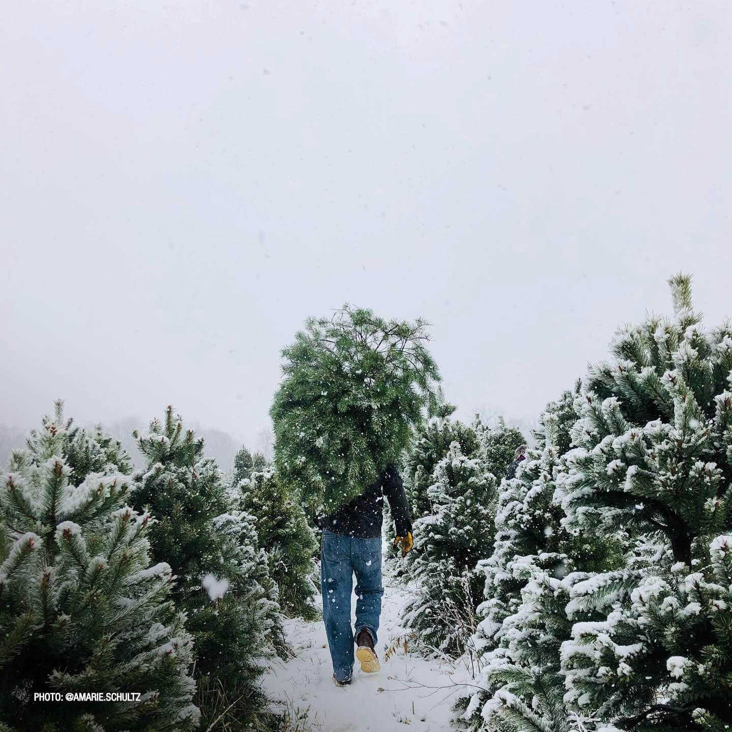 Visit Southwest Michigan’s best Christmas tree farm today