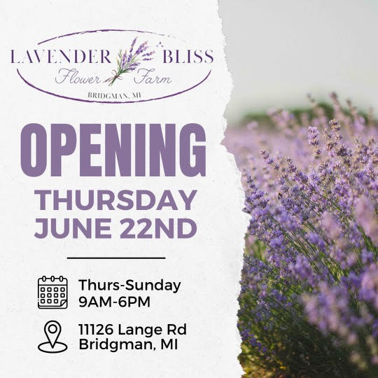 Lavender Bliss Flower Farm Grand Opening Southwestern Michigan