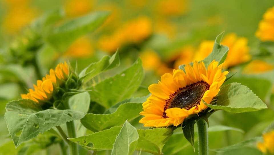 Addy's Sunflowers Southwestern Michigan Tourist Council