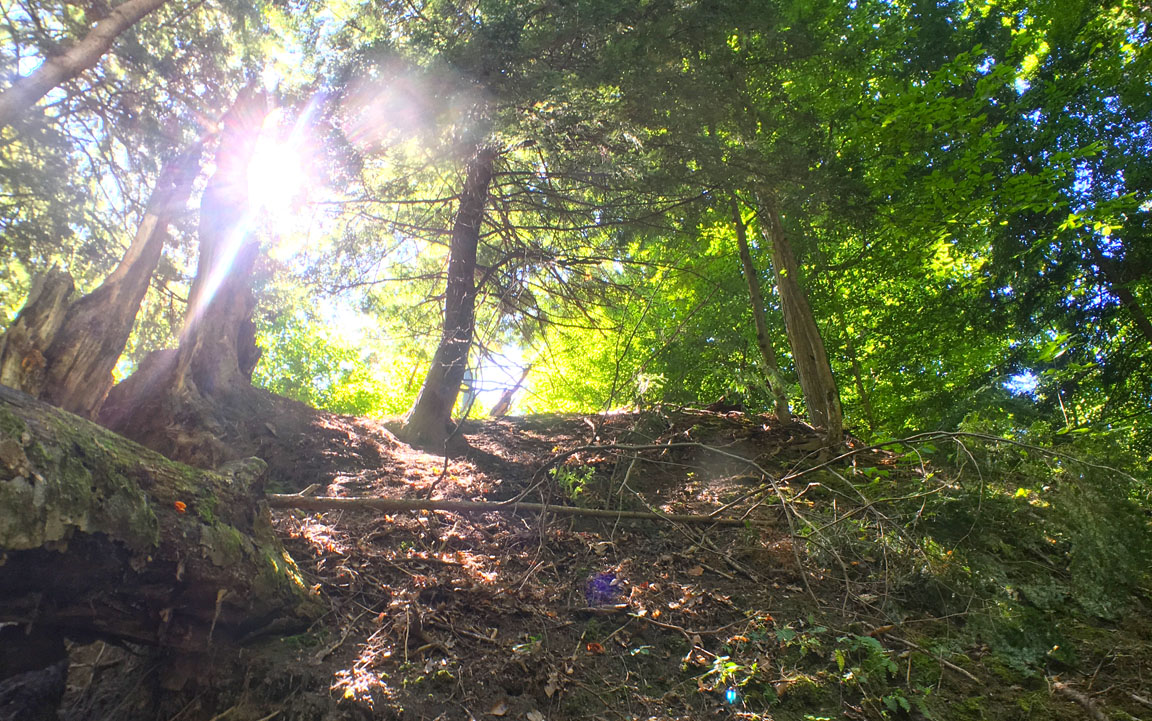 The morning sun peeps over the edge of a hemlock ravine on Eastman