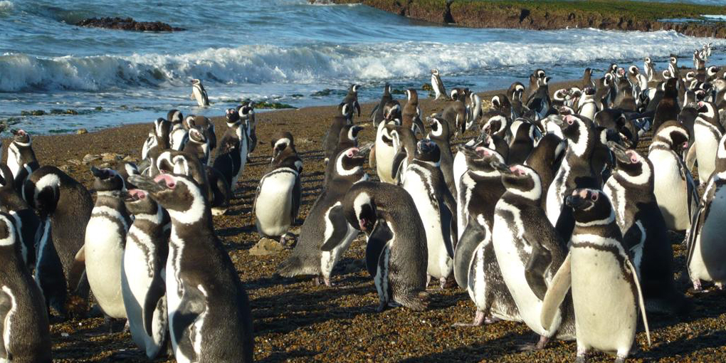 See Penguins in Chile and Argentina Swoop Patagonia