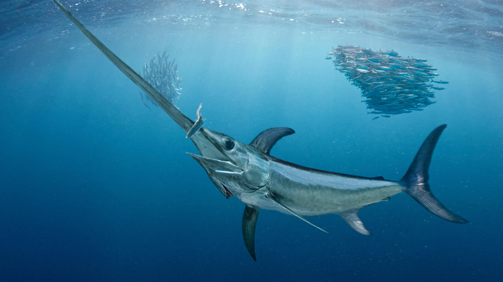Swordfish.ec Ecuadorian Swordfish FIP