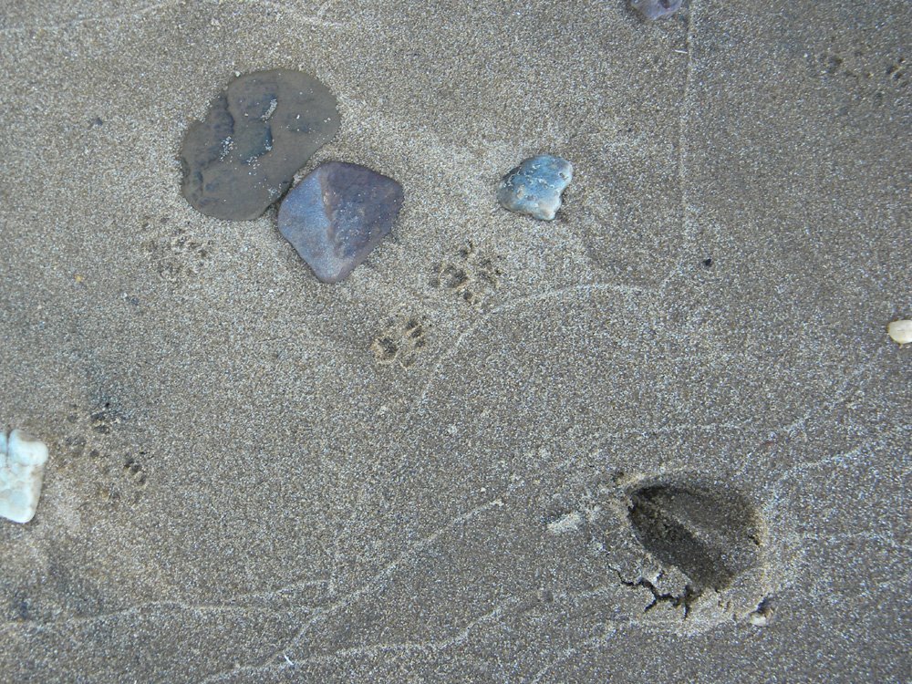 I heart Betterton Beach swordwhale