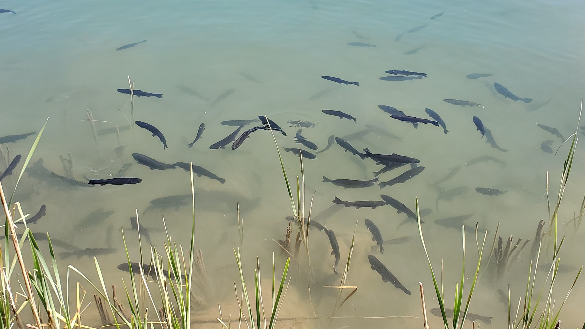 Mescalero Tribal Fish Hatchery at Rosanne Maxwell blog