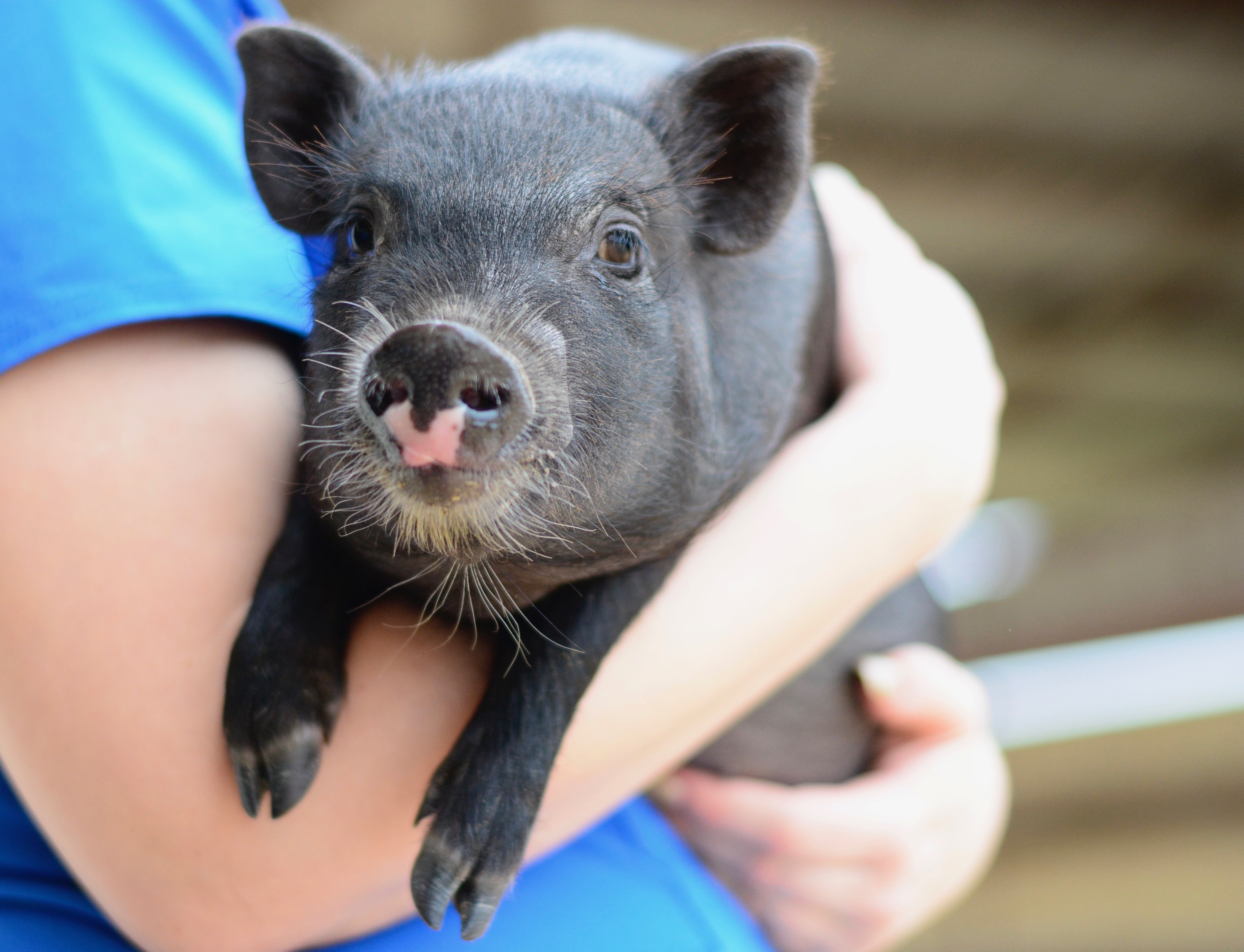 Livestock in Uvalde, TX Southwest Texas Veterinary Medical Center