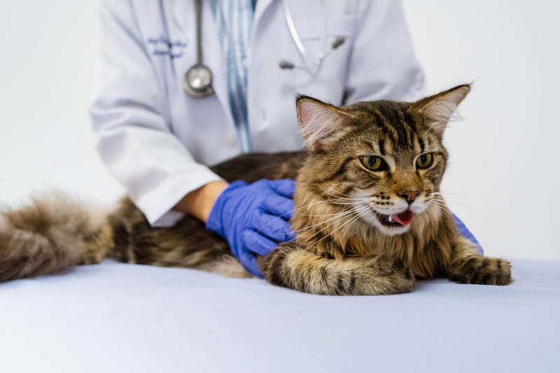 Pet Microchipping in South Windsor, CT 06074 South Windsor Veterinary