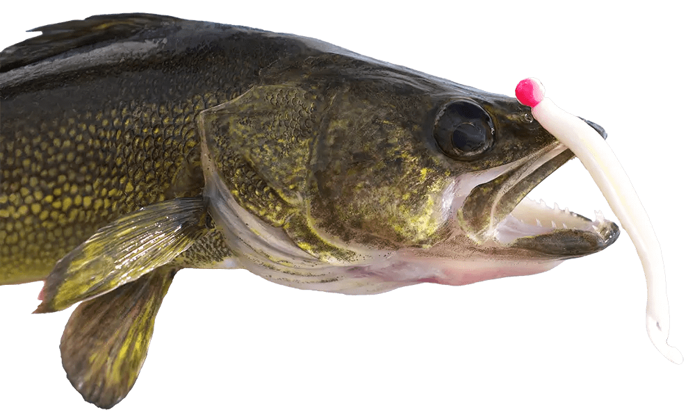 Lac Seul Fishing Report Silver Water Wheel Lodge