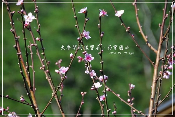 2008 FIH 花蓮之旅