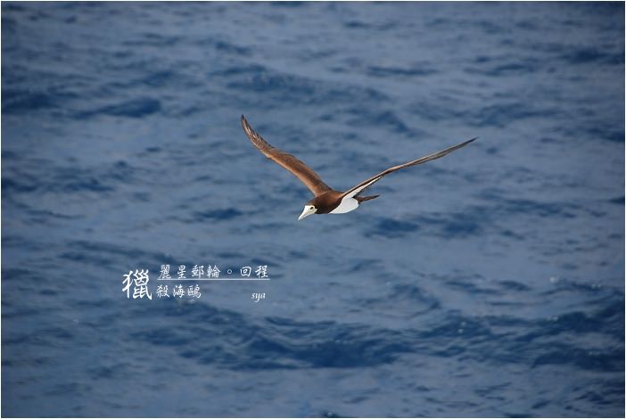 【麗星郵輪。天秤星號】回程。獵殺海鷗