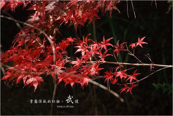 【台中 景點】武陵農場。雪霸國家公園 | 秋楓、落羽松