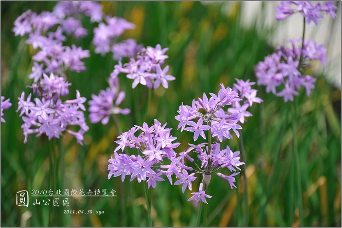 2010台北國際花卉博覽會。圓山公園區