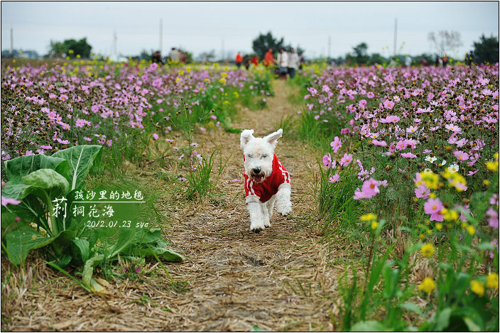 【雲林 景點】莿桐花海 | 孩沙里的地毯