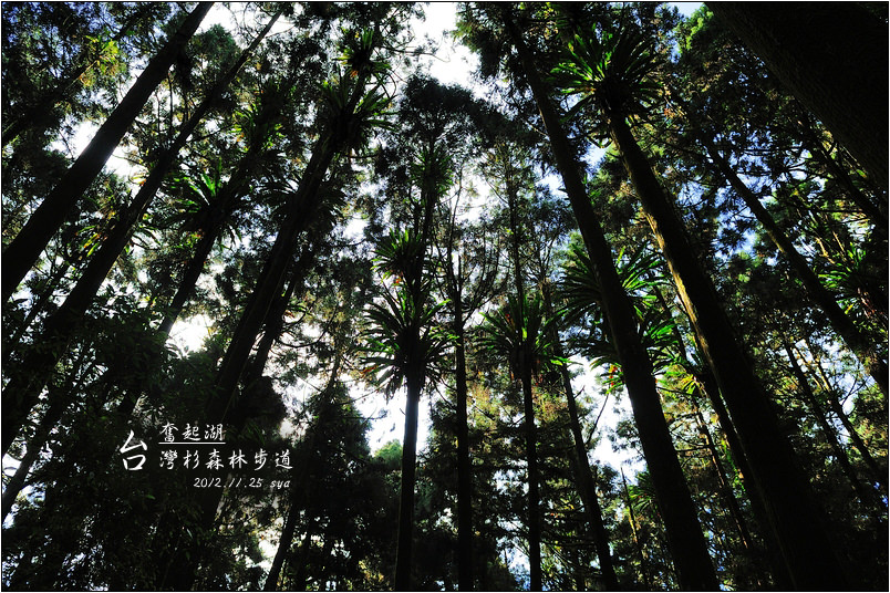 【奮起湖推薦景點】杉林木棧道（台灣杉森林棧道） | 來到奮起湖一定要走的私房景點