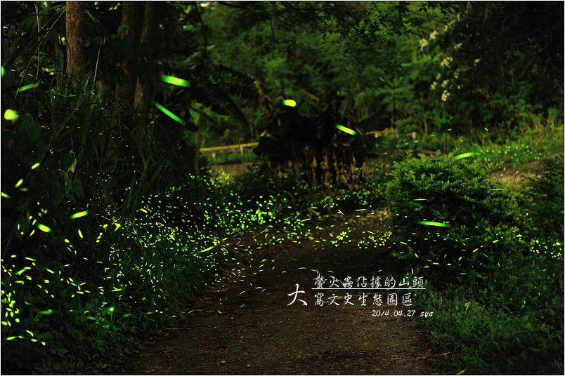 【苗栗 景點】大窩文史生態區 | 螢火蟲的追逐(5)
