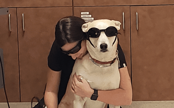 Pet Laser Therapy Near Me 30601 Sycamore Veterinary Services