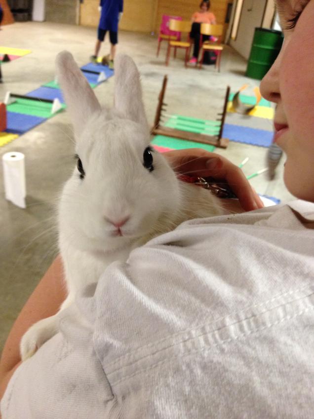 How do you train a 4H agility rabbit