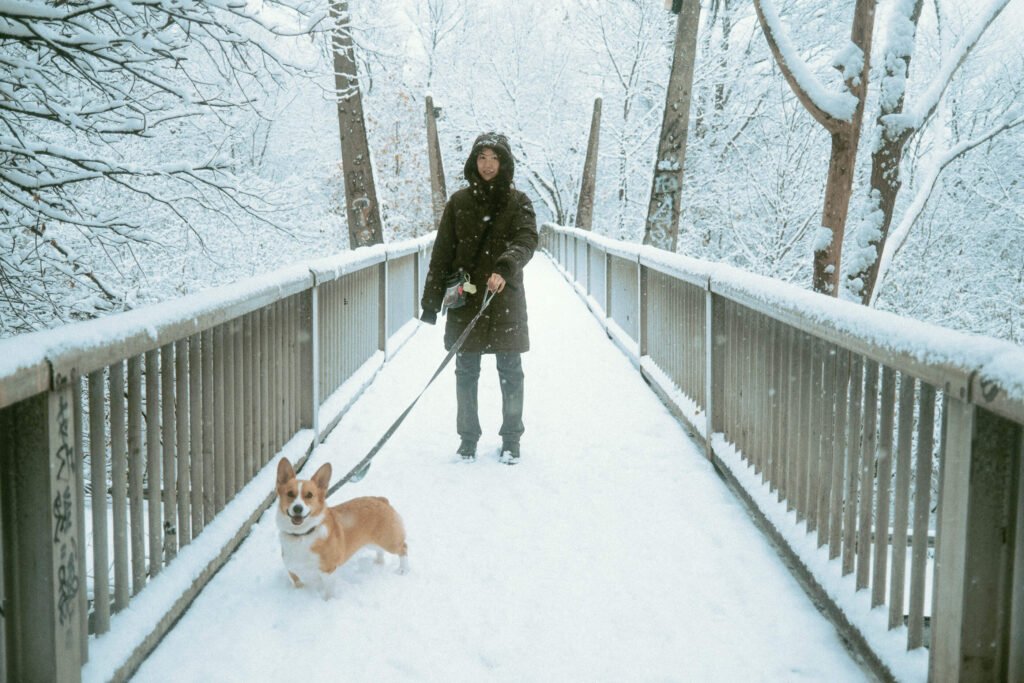 How Long Can I Walk My Dog In The Cold Weather? SYDE Road