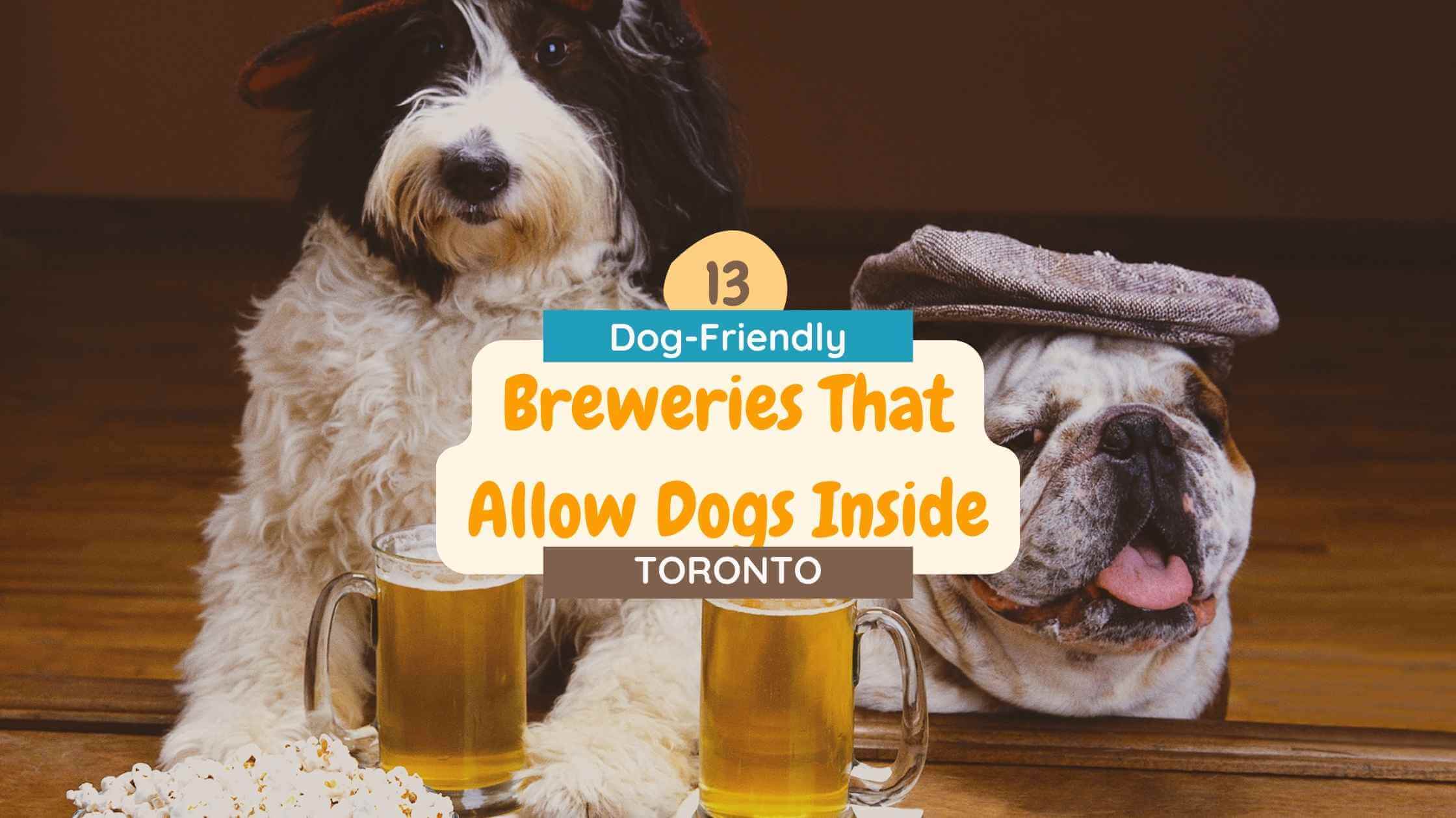 Which Toronto Breweries Allow Dogs Inside? SYDE Road