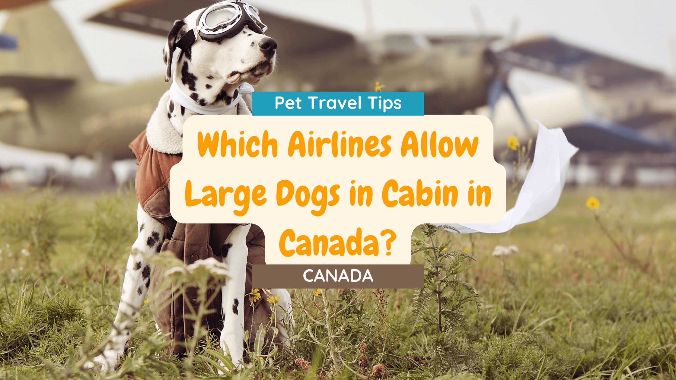 Which Airlines Allow Large Dogs In Cabin In Canada? SYDE Road