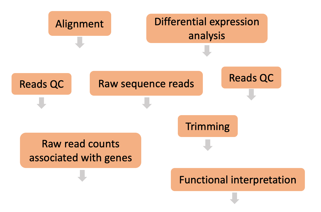 RNASeq using Nextflow Day 1 the_pipeline
