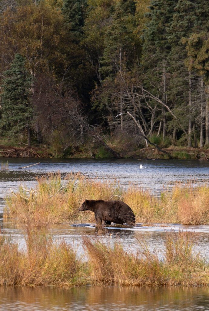 Brooks Falls salmon run bear viewing at Katmei National Park photographed by Sydney Breann Photography