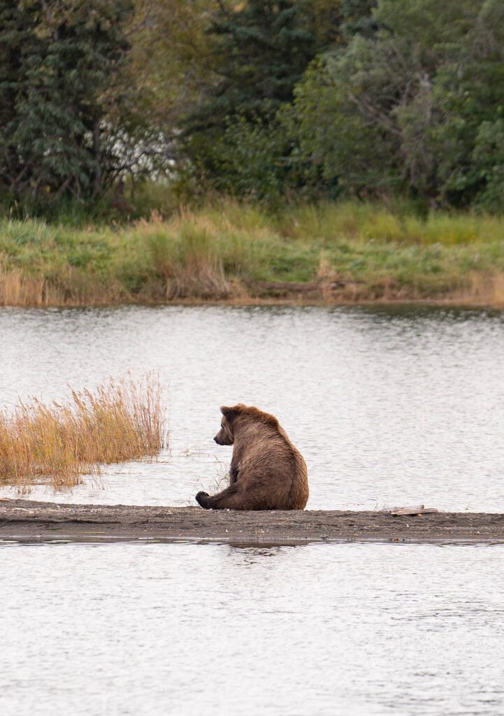 Brooks Falls salmon run bear viewing at Katmei National Park photographed by Sydney Breann Photography