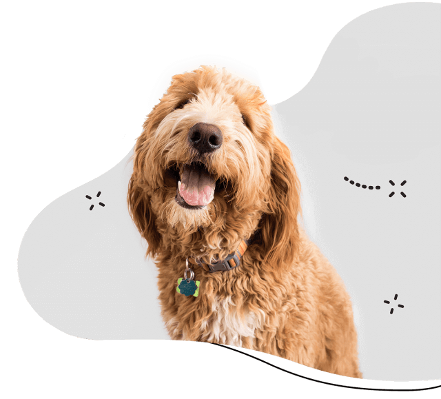 Is It Ok To Board A Puppy