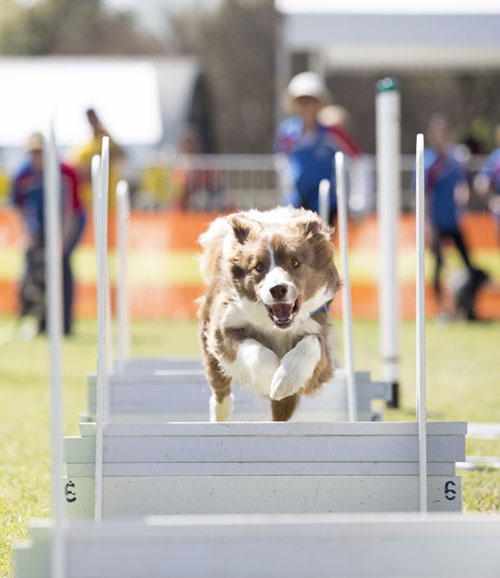Agility Dog Training Sydney Dog Obstacle Course