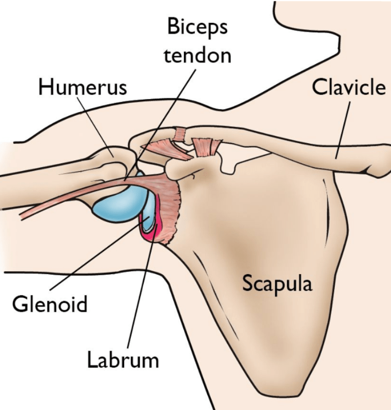 Labral Tears Dr Pant Sydney Shoulder Unit