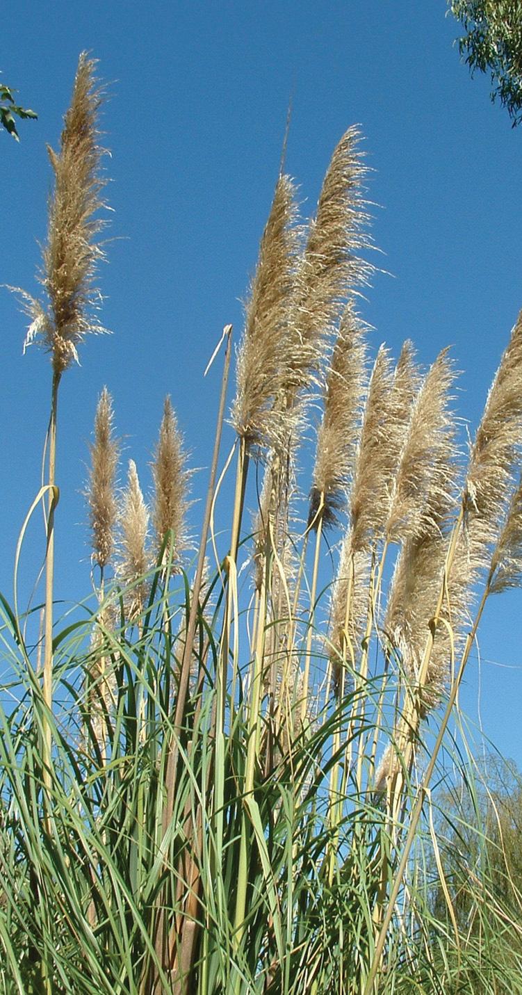 Pampas grass Sydney Weeds Network