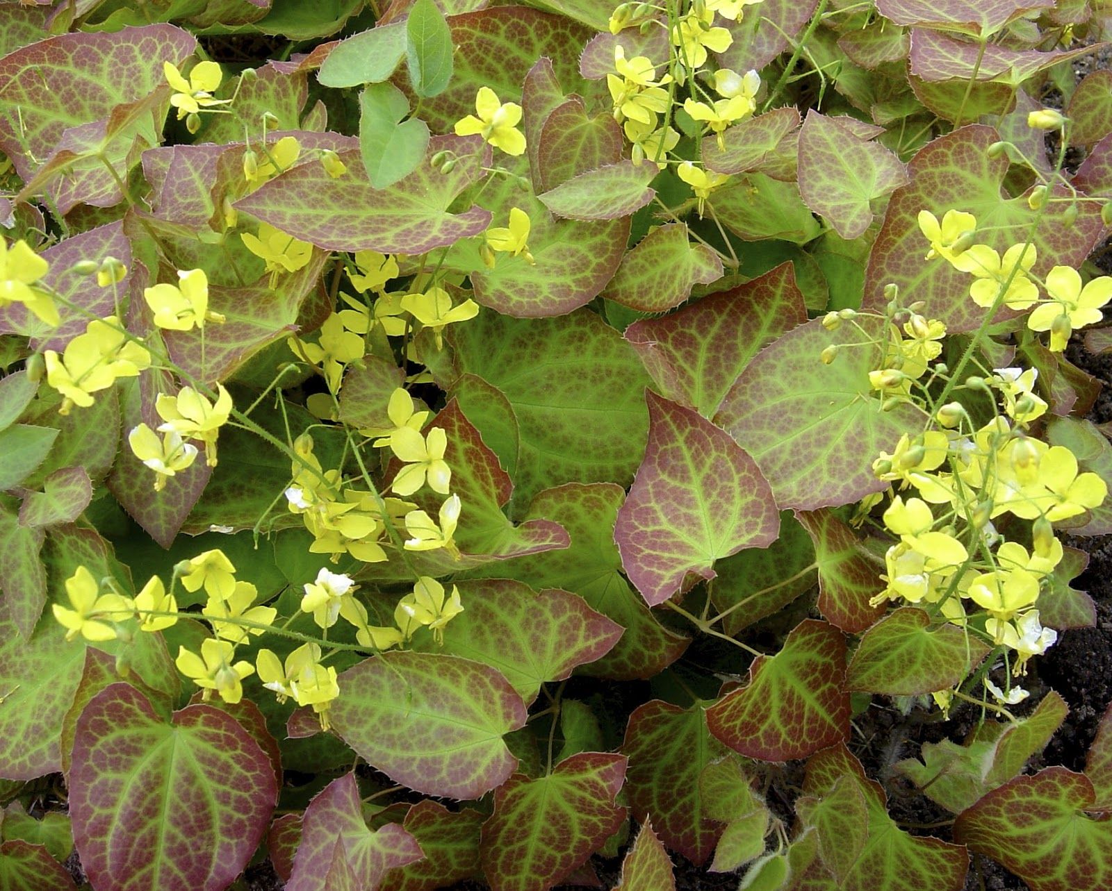 Hat Plant Profile Sylvan Gardens Landscape Contractors