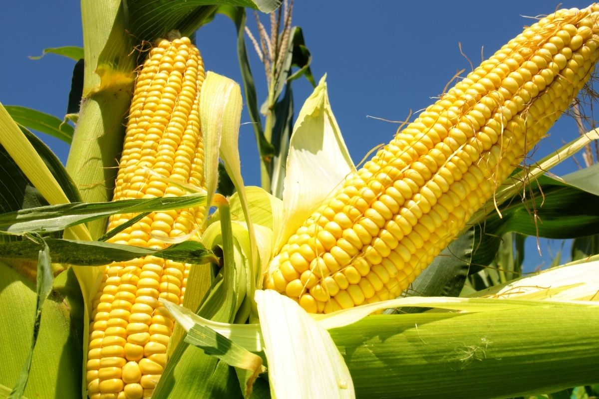 Từ vựng tiếng Anh theo chủ đề Rau củ quả các loại củ, quả Sylvan