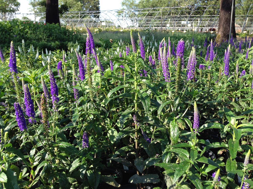 Nursery Views Sylvan Nursery, Inc.