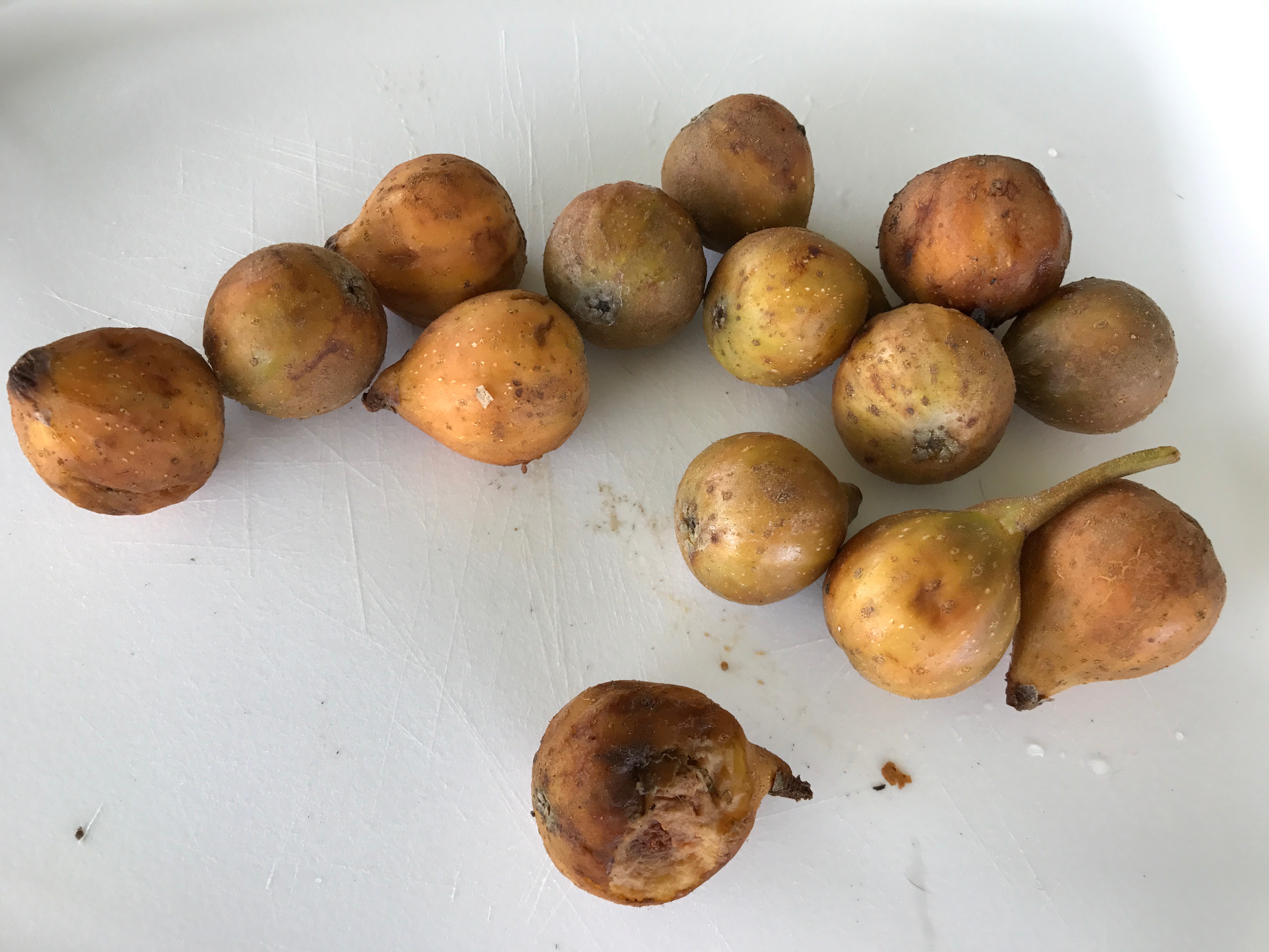 Tibig Tonji and Sylvia's Wildlife Refuge