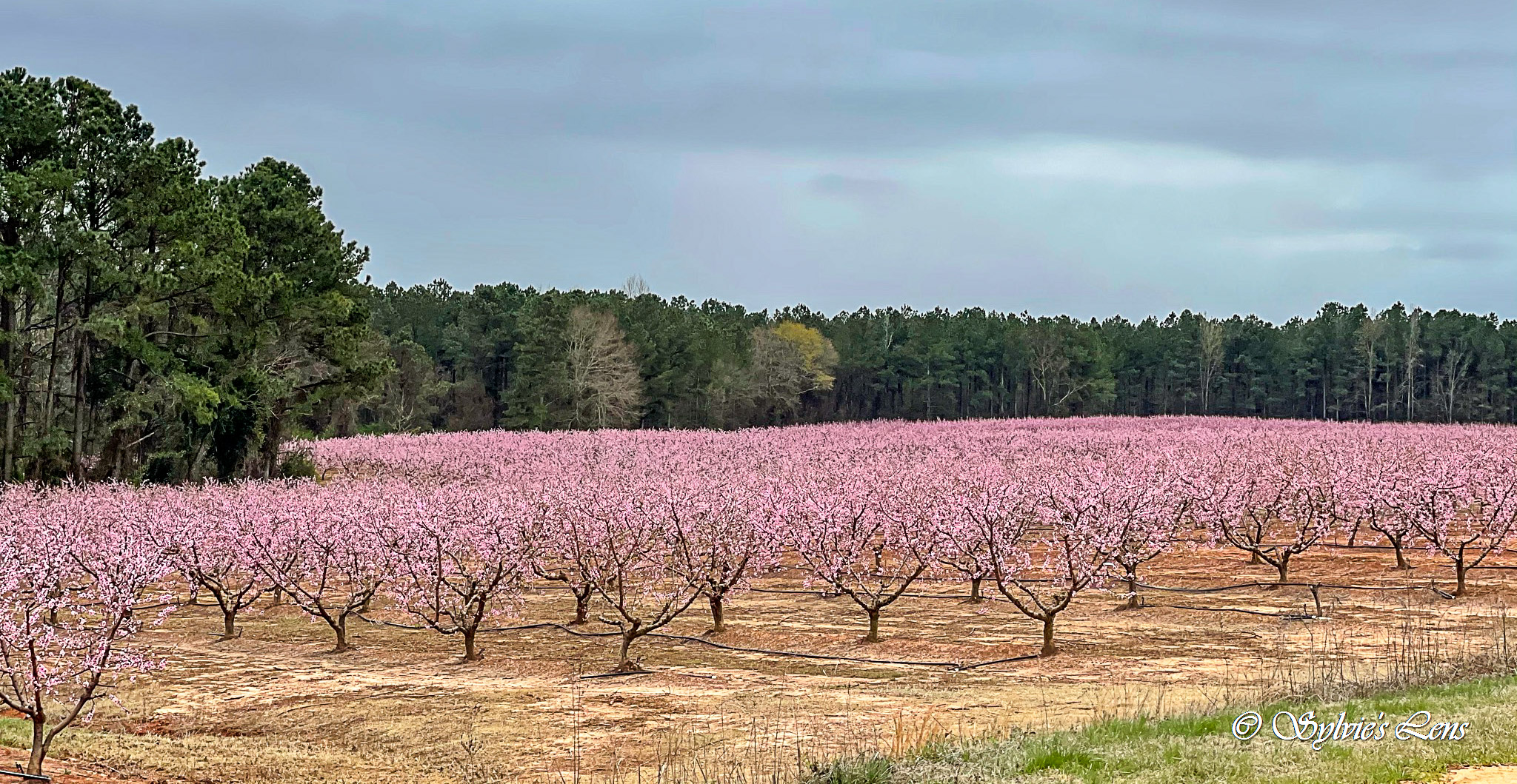 Ridge Spring Peach Blossoms, SC Sylvie's Adventures